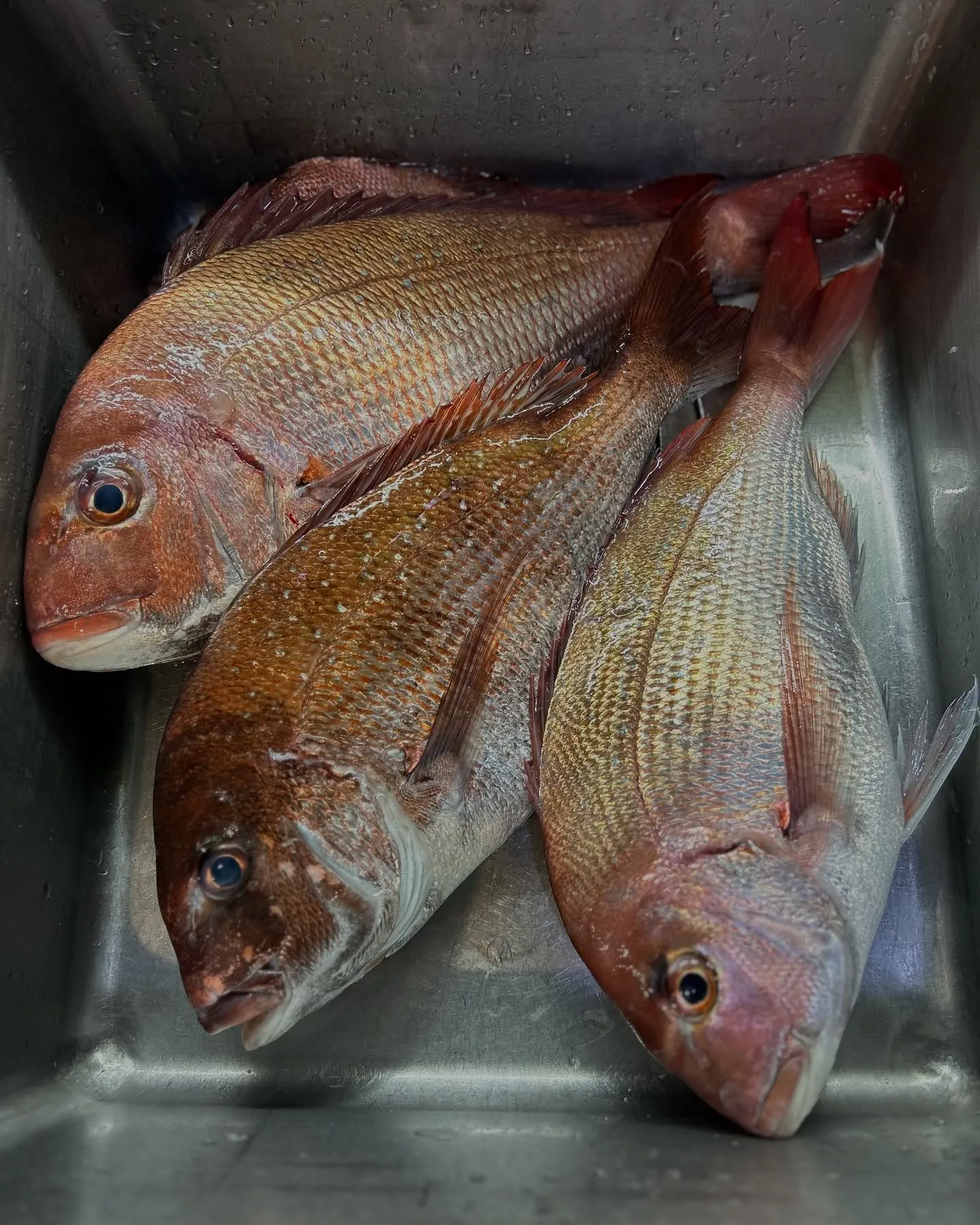 『神楽』で御座います。