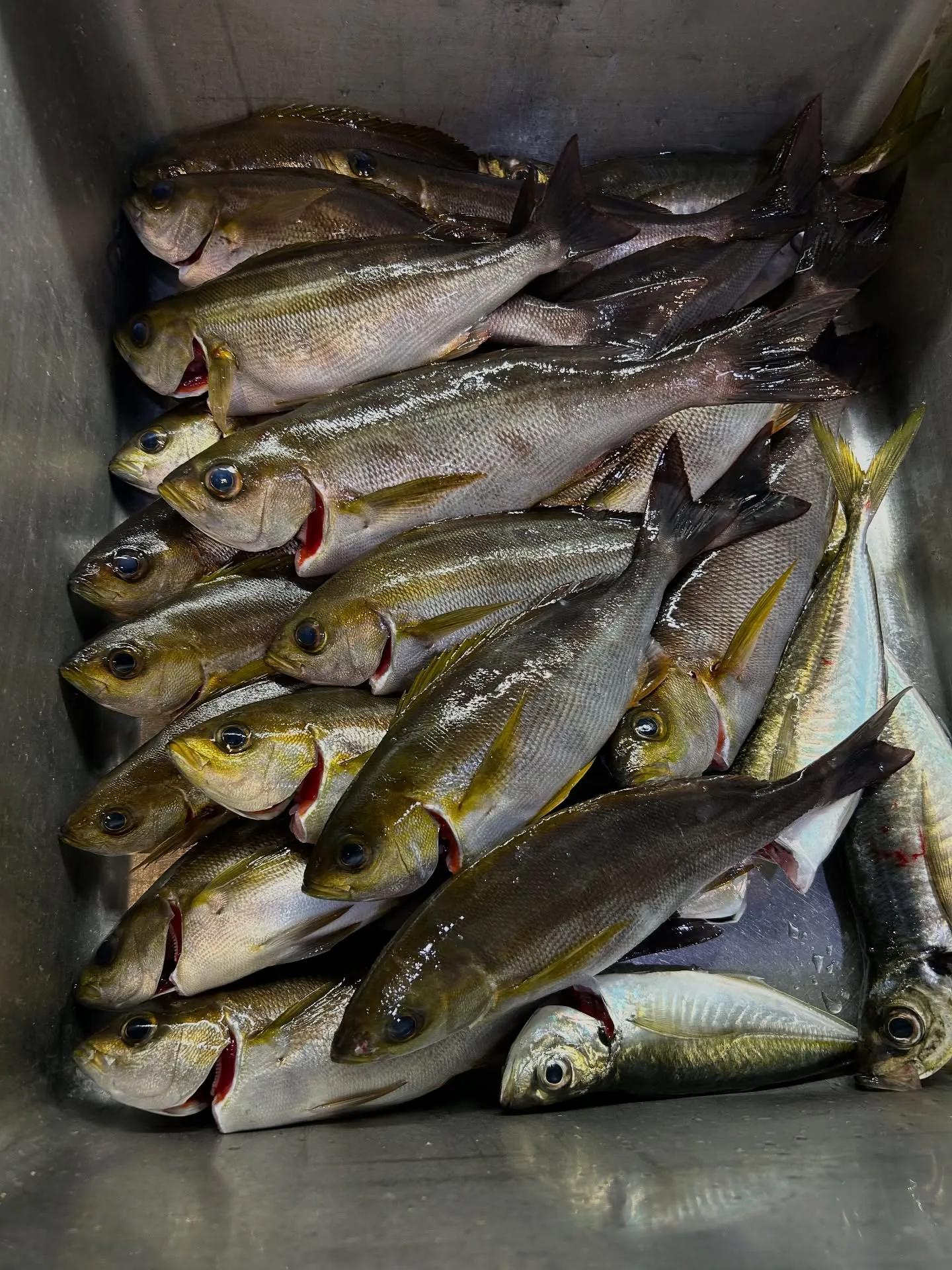 『神楽』で御座います。