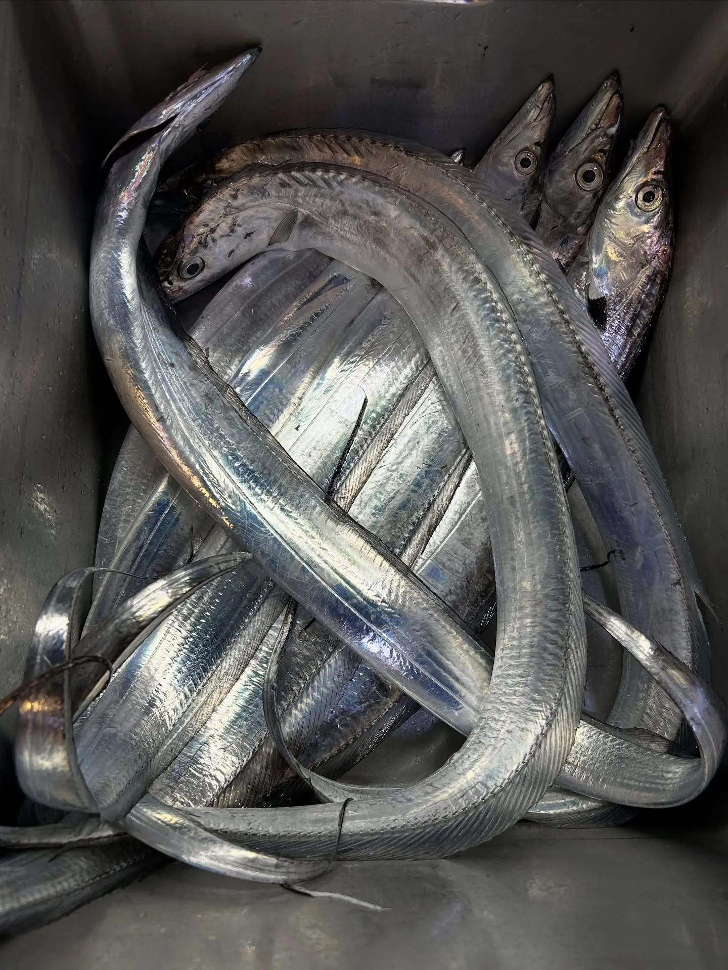 『神楽』で御座います。