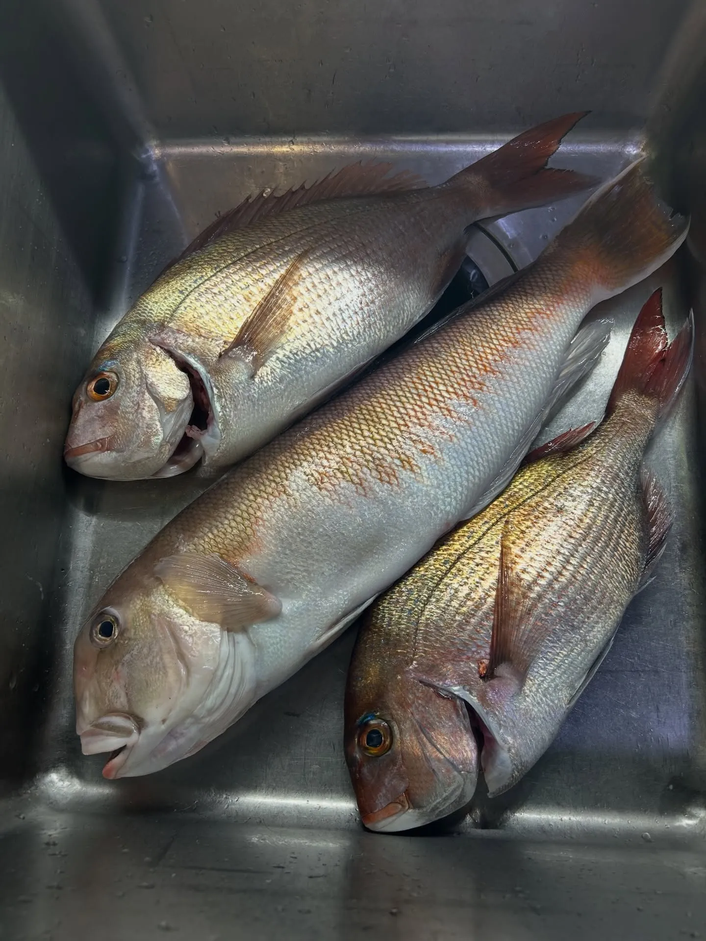 『神楽』で御座います。