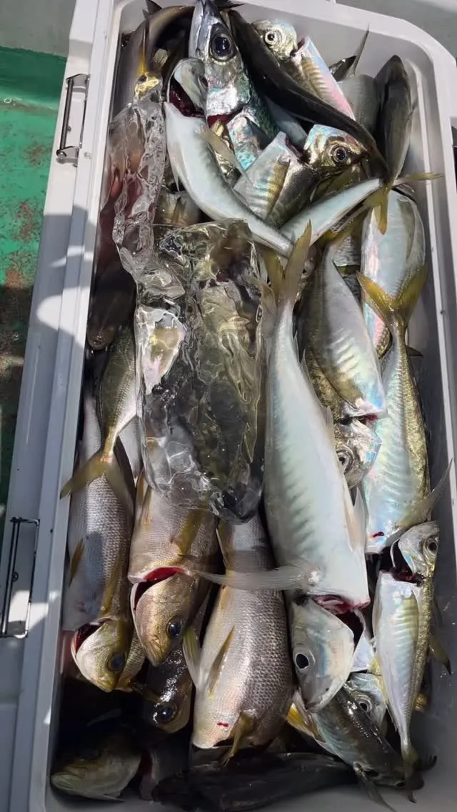 東京湾剣崎沖松輪のイサキ・金アジ